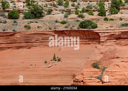 Albero di ginepro solitario che prospera in fessura di roccia arenaria cesoia Foto Stock