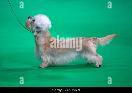 Dandie Dinmont terrier in piedi su un tappeto verde ad una mostra canina Foto Stock