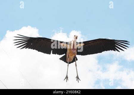 MARABOU STORK- Leptoptilos crumeniferus - Kampala Uganda Foto Stock