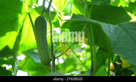 Primo piano di cetrioli freschi appesi alla vite nel lussureggiante giardino verde, Foto Stock