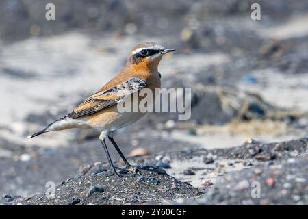 Grano settentrionale (Oenanthe Oenanthe / Motacilla Oenanthe) maschio adulto in piumaggio non riproduttivo a fine estate / autunno Foto Stock