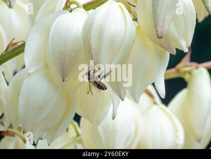 Primo piano di un'ape del miele su uno stelo di fiori di una pianta spagnola di yucca a baionetta. Foto Stock