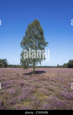 Paesaggio della brughiera, erica fiorita (Calluna vulgaris), betulla (Betula), cielo azzurro, brughiera di Lueneburg, bassa Sassonia, Germania, Europa Foto Stock