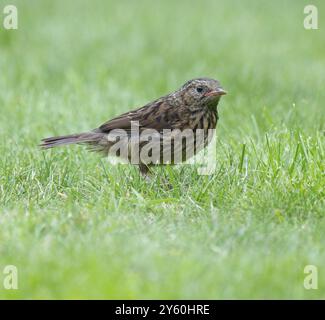 Dunnock (Prunella modularis), giovane uccello che si forgia su un prato, bassa Sassonia, Germania, Europa Foto Stock