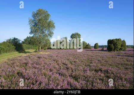 Paesaggio di brughiera, erica fiorita (Calluna vulgaris), betulla (Betula), ginepro (Juniperus communis), cielo azzurro, brughiera di Lueneburg, bassa Sassonia, Germania Foto Stock