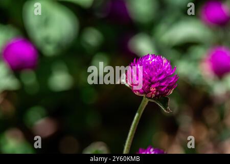 Una foto macro dettagliata di Gomphrena globosa, o amaranto globo, che mette in risalto i suoi vivaci petali di fiori viola e le texture intricate. Foto Stock