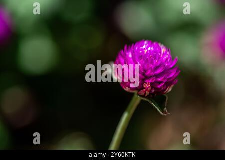 Una foto macro dettagliata di Gomphrena globosa, o amaranto globo, che mette in risalto i suoi vivaci petali di fiori viola e le texture intricate. Foto Stock