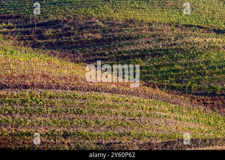 Schema di vigneti terrazzati su una collina sulla riva del fiume Douro in Portogallo. Foto Stock