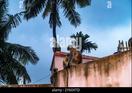 Il cielo notturno mostra venti tempestosi con spesse nuvole nere. Nelle pianure settentrionali il langur grigio (Semnopithecus entellus), noto anche come il langur sacro, il langur sacro del Bengala e la scimmia Hanuman sono seduti sul tetto di una casa con i loro bambini sotto la pioggia diffusa. Tehatta, Bengala Occidentale, India. Foto Stock