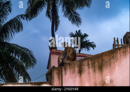 Il cielo notturno mostra venti tempestosi con spesse nuvole nere. Nelle pianure settentrionali il langur grigio (Semnopithecus entellus), noto anche come il langur sacro, il langur sacro del Bengala e la scimmia Hanuman sono seduti sul tetto di una casa con i loro bambini sotto la pioggia diffusa. Tehatta, Bengala Occidentale, India. Foto Stock