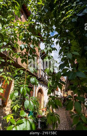 Vicolo coltivato nella pittoresca città medievale vecchia di Eguisheim in Alsazia e sulla strada del vino dell'Alsazia, Haut-Rhin, Grand Est, Francia, Europa Foto Stock