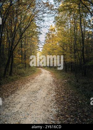 Un tranquillo sentiero di ghiaia si snoda attraverso una tranquilla foresta adornata da vibranti fogliame autunnale, creando un'atmosfera tranquilla e panoramica. Foto Stock