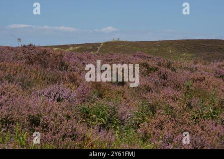 Pinhaw Beacon Trig Point sulla Pennine Way con l'Erica in Bloom, Elslack Moor vicino a Lothersdale, North Yorkshire. Inghilterra, Regno Unito Foto Stock