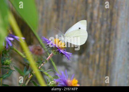 Una farfalla bianca di cavolo (Pieris Rapae) si appoggia su un Aster viola del New England in un giardino nell'Ontario meridionale in una calda giornata estiva. Foto Stock
