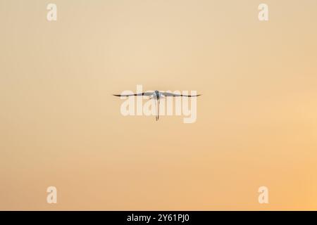 Fotografia di un'egretta in volo durante un tramonto alle paludi di sale dell'Almanarre nel Var in Francia Foto Stock