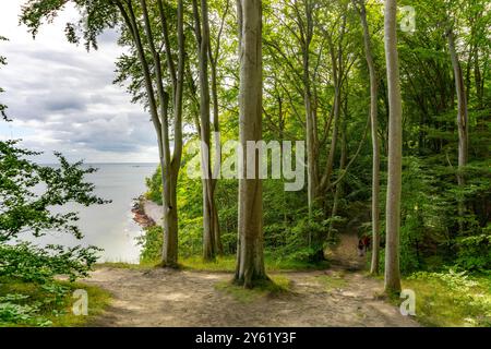 L'Hochuferwanderweg da Baabe via Sellin a Binz, attraverso una fitta foresta di faggi, lungo le scogliere, con molte vedute sul Mar Baltico, qui la sezione Foto Stock