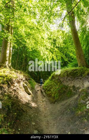 L'Hochuferwanderweg da Baabe via Sellin a Binz, attraverso una fitta foresta di faggi, lungo le scogliere, con molte vedute sul Mar Baltico, qui la sezione Foto Stock