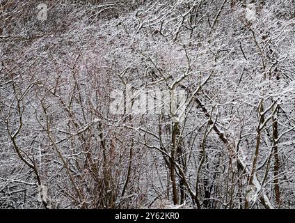 La foresta è cosparsa di neve fresca, Hammel Woods Forest Preserve, Will County, Illinois Foto Stock