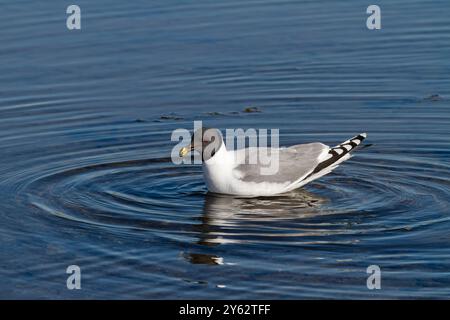 Un gabbiano di Sabine adulto (Xema sabini) in una piscina di acqua sciolta nell'arcipelago delle Svalbard, Norvegia. Foto Stock