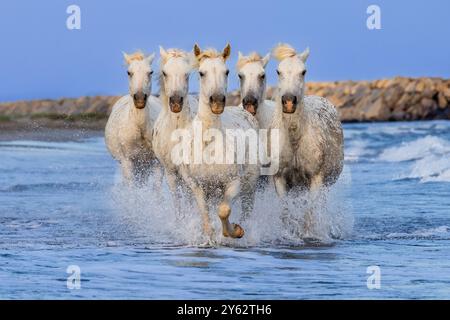 Cavalli della Camargue che corrono nelle zone umide del Rhône all'alba, vicino ad Aigues-Mortes, nel sud della Francia Foto Stock