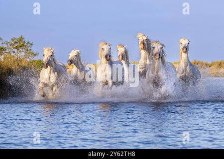 Cavalli della Camargue che corrono nelle zone umide del Rhône all'alba, vicino ad Aigues-Mortes, nel sud della Francia Foto Stock