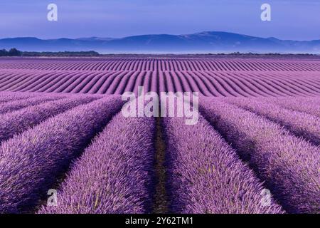 Ondulate campi di lavanda e lontane montagne del Plateau de Valensole, Alpes-de-Haute-Provence Foto Stock