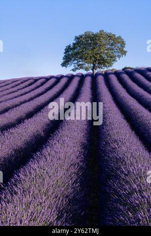 Alba sui campi di lavanda vicino al villaggio di Roumoules, alla regione della Provenza, al sud della Francia Foto Stock