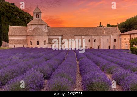 Abbazia di Notre-Dame de Senanque, monastero con campi di lavanda, villaggio di Gordes, dipartimento di Vaucluse, Provenza, Francia Foto Stock