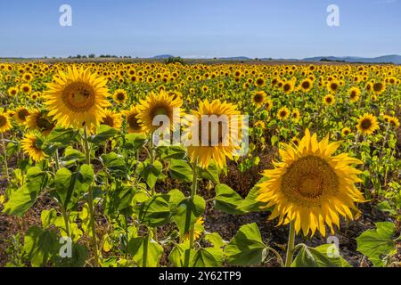Campi di girasole a Plateau de Valensole, regione della Provenza, Francia meridionale Foto Stock