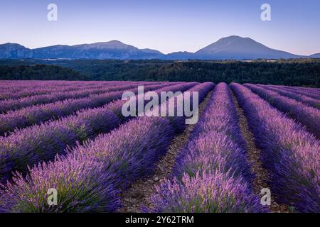 Alba sui campi di lavanda vicino al villaggio di Roumoules, alla regione della Provenza, al sud della Francia Foto Stock