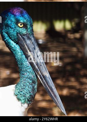 Sensazionale e meravigliosa cicogna dal collo nero in una gloria maestosa. Foto Stock