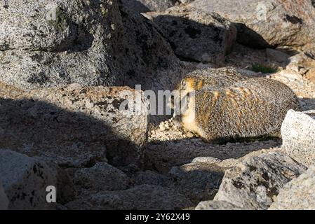 Marmot al Trail Camp di Mt. Whitney Wilderness. Foto Stock