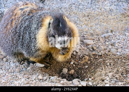 Marmot al Trail Camp di Mt. Whitney Wilderness. Foto Stock