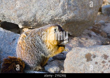 Marmot al Trail Camp di Mt. Whitney Wilderness. Foto Stock