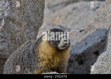 Marmot al Trail Camp di Mt. Whitney Wilderness. Foto Stock