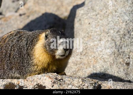 Marmot al Trail Camp di Mt. Whitney Wilderness. Foto Stock