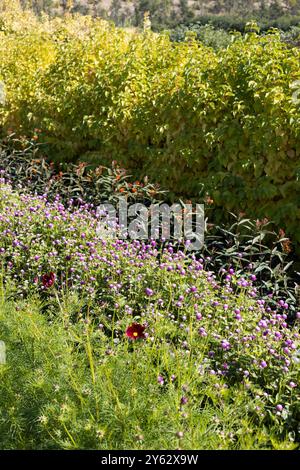 Fiori di amaranto globo - Gomphrena globosa - che crescono tra gli altri fiori in un giardino. Foto Stock