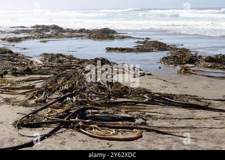 Alghe a frusta a Beverly Beach, sulla costa dell'Oregon. Foto Stock