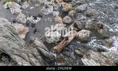 Le colonie di foche riposano a prendere il sole sulla spiaggia rocciosa di mare, vista aerea Foto Stock