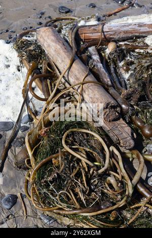 Alghe a frusta a Beverly Beach, sulla costa dell'Oregon. Foto Stock