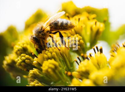 Foto macro di un'ape appollaiata su un cactus, catturando l'incredibile contrasto tra la resilienza della natura e la delicata bellezza in un unico momento perfetto Foto Stock