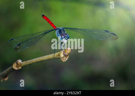 Primo piano una libellula rossa e blu si appollaiano graziosamente su un ramo in una vivace foresta verde, mostrando delicate ali e dettagli intricati, incarnando Foto Stock