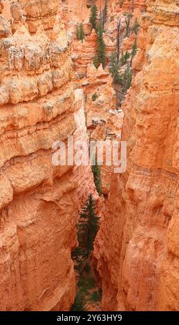 Bryce Canyon National Park, Utah: Incredibili formazioni di arenaria di colore rosso e arancione chiamate Hoodoos sono il risultato dell'erosione naturale. Foto Stock