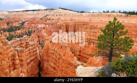 Bryce Canyon National Park, Utah: Incredibili formazioni di arenaria di colore rosso e arancione chiamate Hoodoos sono il risultato dell'erosione naturale. Foto Stock