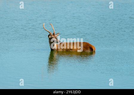 Stag si rinfrescava nel lago Foto Stock