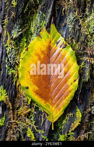 Foglie autunnali colorate - Pisgah National Forest, Brevard, North Carolina, Stati Uniti Foto Stock