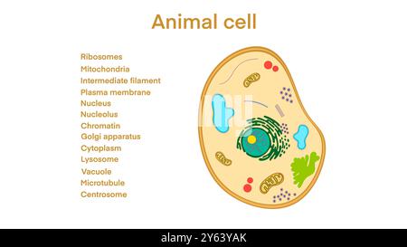 Anatomia cellulare animale, cellula animale biologica con sezione trasversale organelli, cella animale con annotazioni di testo inserite su tutti gli organelli, cella animale Foto Stock