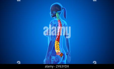 Colonna vertebrale del midollo spinale del sistema scheletrico umano Foto Stock