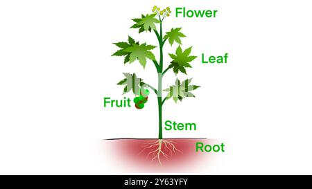 Parti della pianta, morfologia della pianta con foglie verdi, frutti, fiori e sistema di radici, anatomia della pianta con struttura e parti con vista laterale interna Foto Stock