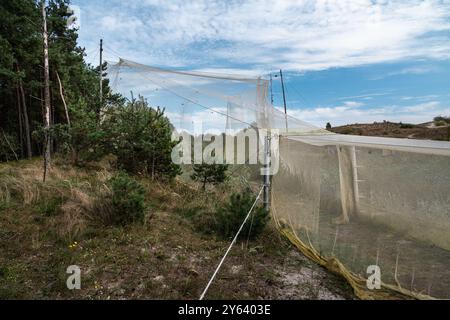 Una grossa trappola nel campo di Fringilla, stazione ornitologica. Nel Curonian Spit National Park. Regione di Kaliningrad. Russia Foto Stock